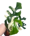 Rhaphidophora tetrasperma 'Variegata'