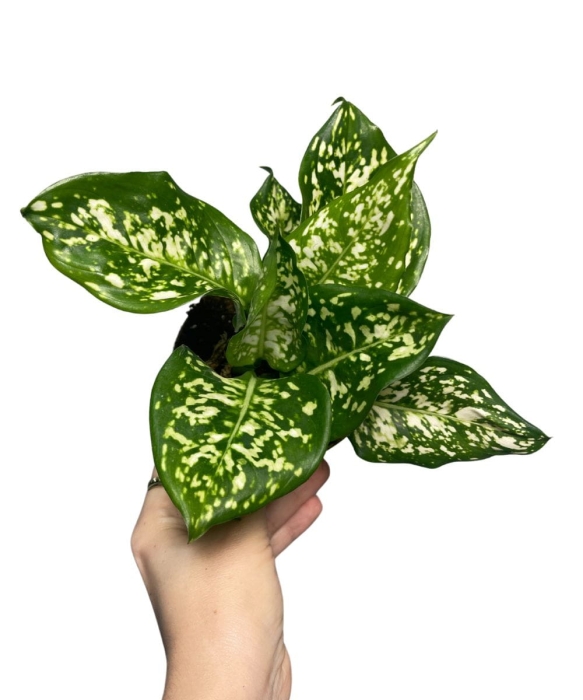Aglaonema Snow White