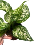 Aglaonema Snow White