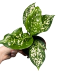 Aglaonema Snow White