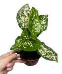Aglaonema Snow White