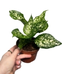 Aglaonema Snow White