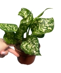 Aglaonema Snow White