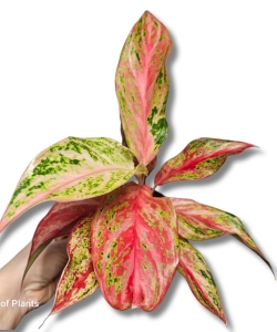 Aglaonema 'Angel Heart'