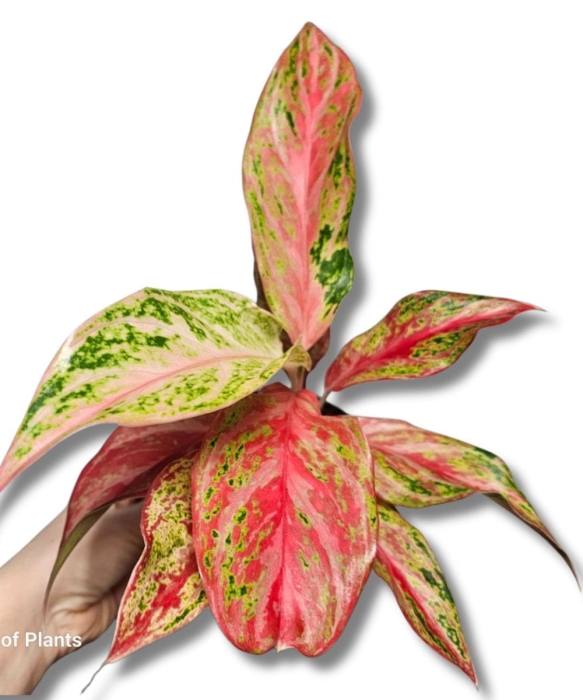 Aglanaonema 'Angel Heart'