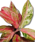 Aglanaonema 'Angel Heart'