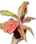 Aglanaonema 'Angel Heart'