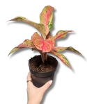 Aglanaonema 'Angel Heart'