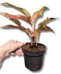 Aglanaonema 'Angel Heart'