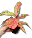 Aglanaonema 'Angel Heart'