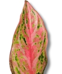 Aglanaonema 'Angel Heart'