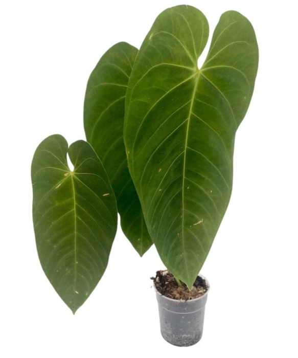 Anthurium Queremalense starsza roślina