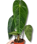 Anthurium Queremalense