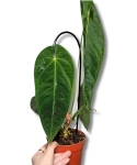 Anthurium Queremalense