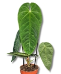 Anthurium Queremalense
