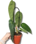 Anthurium Queremalense