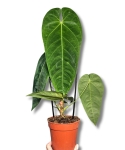 Anthurium Queremalense