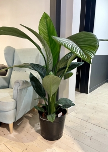 Spathiphyllum Sensation variegata - M (1)