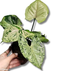 Syngonium Grey Ghost 