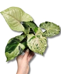 Syngonium Grey Ghost