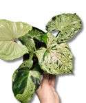 Syngonium Grey Ghost