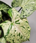 Syngonium Grey Ghost