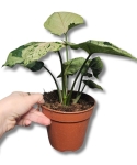 Syngonium Grey Ghost