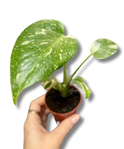 Monstera Thai Constellation - S