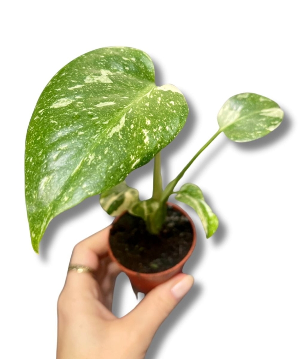 Monstera Thai Constellation - S