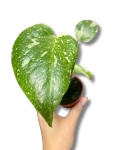 Monstera Thai Constellation - S