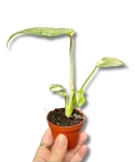 Monstera Thai Constellation - S