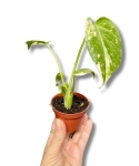 Monstera Thai Constellation - S
