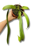 Anthurium vittarifolium
