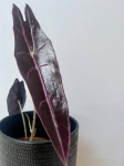 Alocasia longiloba purple