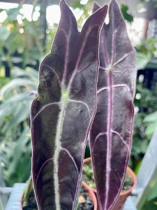 Alocasia longiloba purple