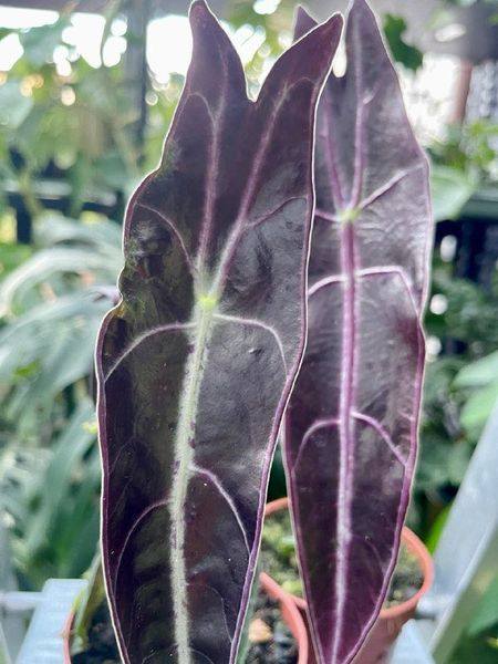Alocasia longiloba purple