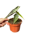Alocasia longiloba purple