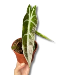 Alocasia longiloba purple