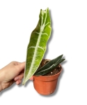 Alocasia longiloba purple