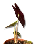Alocasia longiloba purple