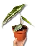 Alocasia longiloba purple
