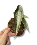 Alocasia longiloba purple