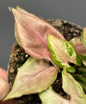 Syngonium Podophyllum 'Mickey M'