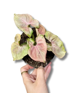 Syngonium Podophyllum 'Mickey M'