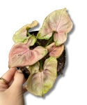Syngonium Podophyllum 'Mickey M'