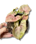 Syngonium Podophyllum 'Mickey M'