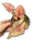 Syngonium Podophyllum 'Mickey M'