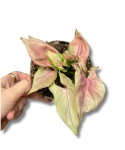 Syngonium Podophyllum 'Mickey M'