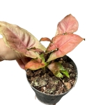 Syngonium Podophyllum 'Mickey M'
