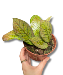 Hoya sp. Sabah
